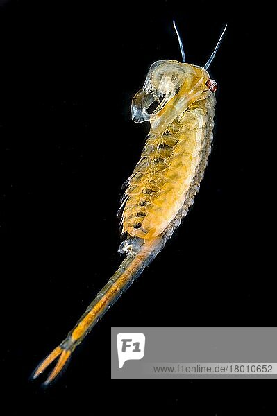 Fairy Shrimp (Chirocephalus diaphanus) adult male  Antola Regional Park  Genova Province  Liguria  Italy  Europe