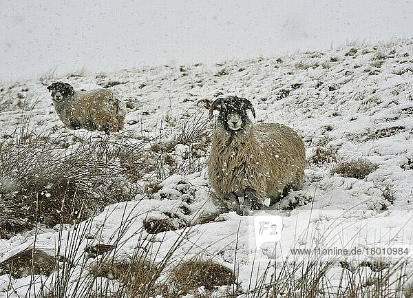 Domestic sheep  Swaledale ewes  two standing in snow during snowfall  Bentham  North Yorkshire  England  winter