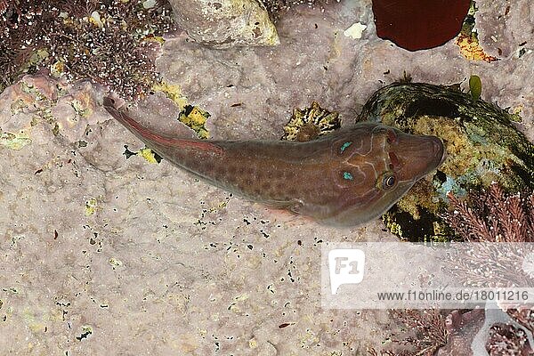 Schildfische  Andere Tiere  Fische  Barschartige  Tiere  Shore Clingfish (Lepadogaster purpurea) adult  in rockpool at low tide  Sennon Cove  Cornwall  England  November