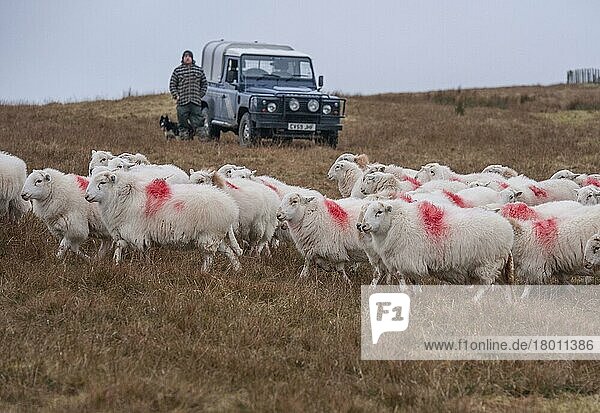 Hausschafe  Walisische Bergschafe  Herde  die von einem Bauern mit Schäferhund neben dem Land Rover Defender auf einer Bergfarm gehütet wird  Cambrian Mountains  Mittelwales  Dezember