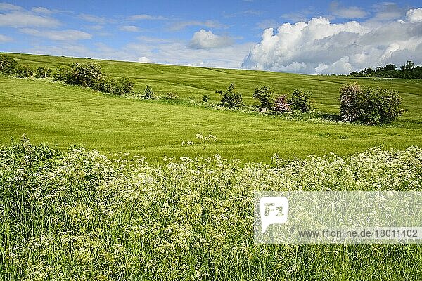 Kulturpflanze Gerste (Hordeum vulgare)  reifende Felder mit am Rande blühender Kuhpetersilie (Anthriscus sylvestris)  Marlborough  Wiltshire  England  Juni