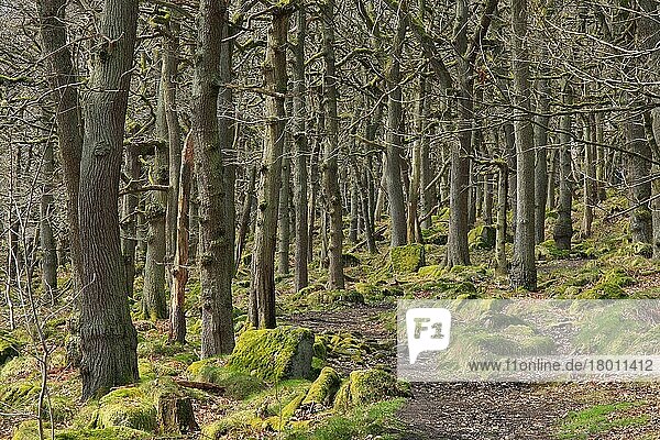 Trauben-Eiche (Quercus petraea) Urwaldlebensraum mit Pfad  Padley Gorge  Dark Peak  Peak District N. P. Derbyshire  England  April