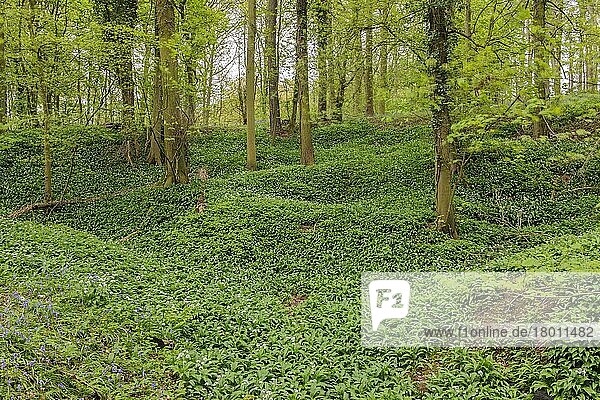 Bärlauch (Allium ursinum) und Blauglockenblume (Hyacinthoides non-scripta) Blütenmasse  wächst in alten Laubwald-Lebensräumen  The National Forest  Staffordshire  England  Mai