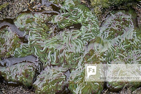 Wachsrose (Anemonia viridis)  Wachsrosen  Seeanemone  Seeanemonen  Andere Tiere  Nesseltiere  Tiere  Snakelocks Anemone group  in rockpool at low tide  Dorset  England  june