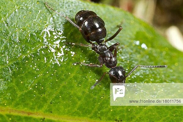 Schwarzglänzende Moorameise  Schwarzglänzende Moorameisen (Formica picea) Andere Tiere  Insekten  Tiere  Ameisen  Black Bog Ant adult worker on a leaf. Cors Go...