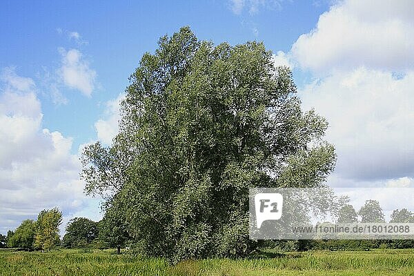 Weiße Weide (Salix alba)  wächst in unbebauten feuchten Weidewiesen  River Dove  Thornham Magna  Suffolk  England  August