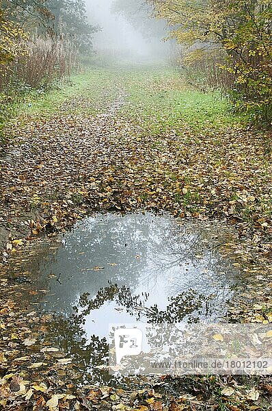 Pfütze und abgefallene Blätter auf Waldweg  Kent  England  November