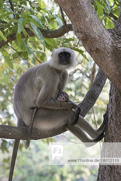 Graue Langur der südlichen Ebenen (Semnopithecus dussumieri)  erwachsene Frau mit Jungtieren  sitzt auf einem Ast im Baum  Kanha N. P. Madhya Pradesh  Indien  April  Asien