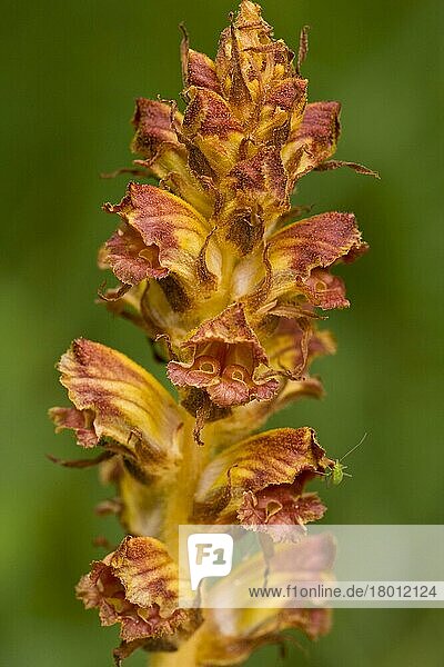 Schlanker Ginster Nahaufnahme von Blumen (Orobanche gracilis)  parasitär auf Hülsenfrüchten  Slowenien  Juni  Europa