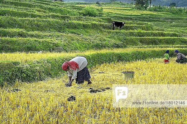 Frau sammelt Viehdung für organischen Dünger von terrassierten Reisfeldern  Kanthalloor  Marayur  Idukki-Distrikt  Kerala  Indien  Dezember  Asien