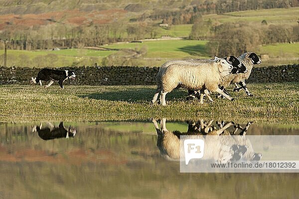 Haushund  Border Collie  arbeitender Schäferhund  erwachsen  treibt Schafe auf überfluteter Weide nach dem Sturm Eva zusammen  in der Nähe von Hawes  Wensleydale  Yorkshire Dales N. P. North Yorkshire  England  Dezember