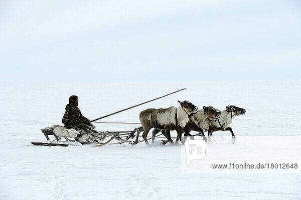 A Nenets herder driving his reindeer sled in the toundra  coming to visit another herder's camp  Yar-Sale district  Yamal  Northwest Siberia  Russia  Europe