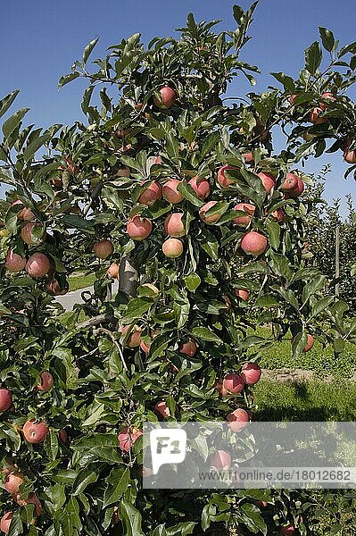 Äpfel am Baum Gala Mondial