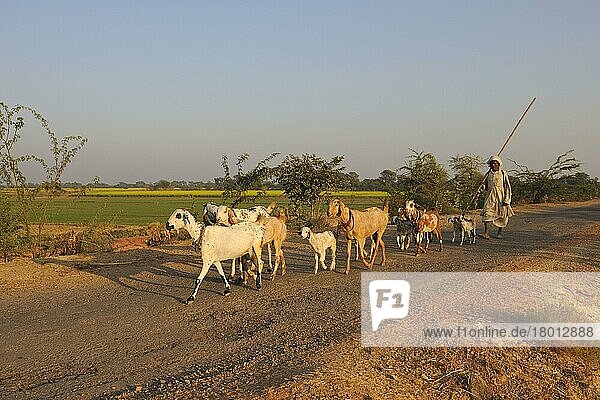 Hausziege  Herde  mit Hirten auf der Straße unterwegs  in der Nähe von Bharatpur  Rajasthan  Indien  Dezember  Asien