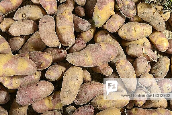 Kartoffeln (Solanum tuberosum)  Sorte Mayan Twilight
