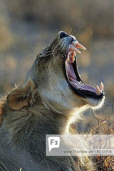 Transalvaallöwe  Transalvaallöwen (Panthera leo krugeri)  Panthera leo  Raubkatzen  Raubtiere  Säugetiere  Tiere  Transvaal Lion immat