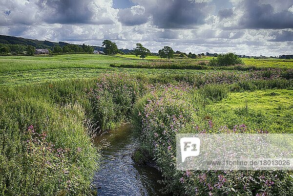 Blick auf einen Fluss mit blühendem Drüsigen Springkraut (Impatiens glandulifera)  einer eingeführten invasiven Art  River Loud  bei Chipping  Forest of Bowland  Lancashire  England  Großbritannien  Europa