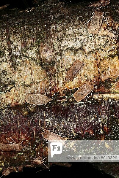 Heidelbeer-Wintereule (Conistra vaccinii)  Heidelbeer-Wintereulen  Insekten  Motten  Schmetterlinge  Tiere  Andere Tiere  Chestnut Moth adults  group feeding on sap from damaged birch tree at night  Powys  Wales  april