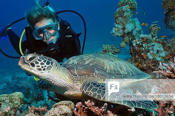 Scuba diver and Hawksbill turtle  sea turtle (Eretmochelys imbricata)  Hurghada  Egypt  Red Sea  Africa