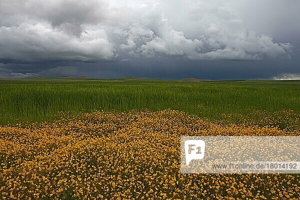 Sichelfrucht-Hypecoum (Hypecoum imberbe) Blütenmasse  wächst neben einem Gerstenfeld mit herannahenden Gewitterwolken  Spanien  April  Europa