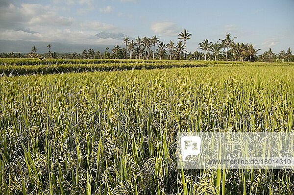 Reis (Oryza sativa)  Blick über das Reisfeld  mit Vulkan in der Ferne  in der Nähe des Berges Ijen  Ost-Java  Indonesien  Asien