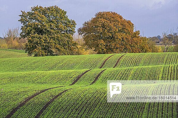 Blick auf Ackerland mit ausgewachsenen Bäumen in hügeligem Feld  in der Nähe von Beeston Castle  Cheshire  England  November