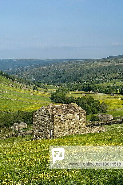 Blick von über Thwaite auf Swaledale  mit Steinfarnen auf mit Butterblumen bedeckten Feldern. Nord-Yorkshire  Großbritannien  Europa