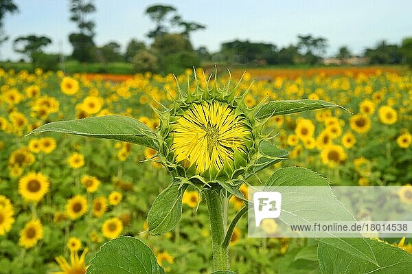 Sonnenblume (Helianthus annuus)  Nahaufnahme der sich öffnenden Blüte  im Feld wachsend  Gundelpet  Karnataka  Indien  September  Asien