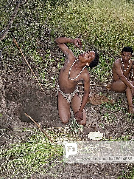 Die Buschmänner sind die ältesten Bewohner des südlichen Afrikas  hier trinkt man den Saft aus einem Bohnenwurzelstrauch