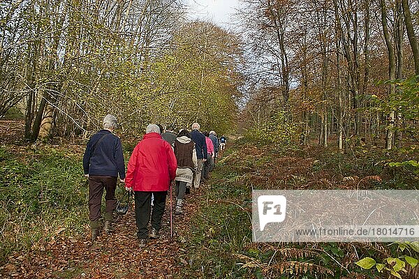 Gruppe von Wanderern im Wald  nahe Eartham  West Sussex  England  November