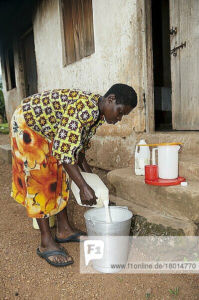 Frau filtriert frische Milch  Juni  um sicherzustellen  daß sie sauber ist  Uganda  Afrika