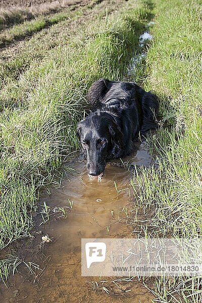 Haushund  Flat-coated Retriever  schwarze Varietät  erwachsen  trinkt aus schlammiger Pfütze am Feldrand  England  Oktober