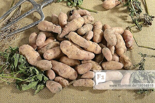 Kartoffeln (Solanum tuberosum)  Sorte Angelner Zapfen