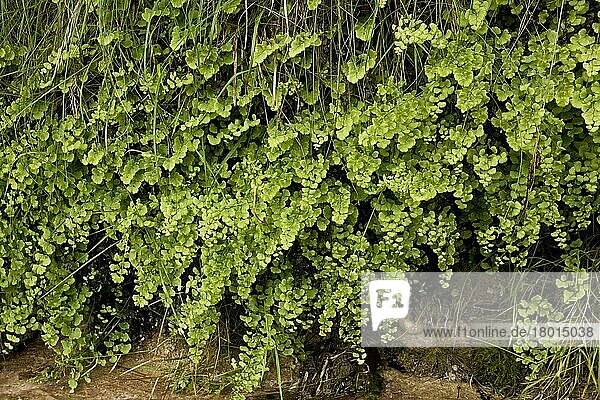 Südlicher Jungfernhaarfarn (Adiantum capillus-veneris) wächst an einem einheimischen Standort auf feuchtem Tuffstein  Anstey Cove  Torbay  Devon  England  Juli