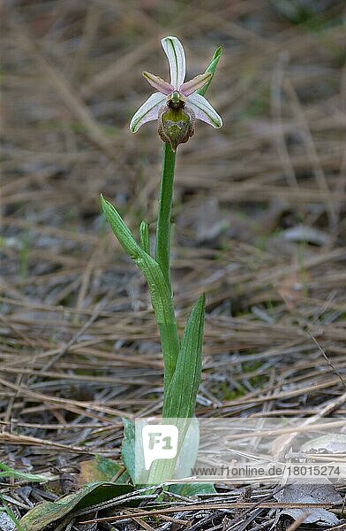 Elagant Orchidee (Ophrys elegans) Einzelpflanze mit offener Blüte  wächst in mediterranen Kiefernwäldern  Zypern  März 2015  Europa