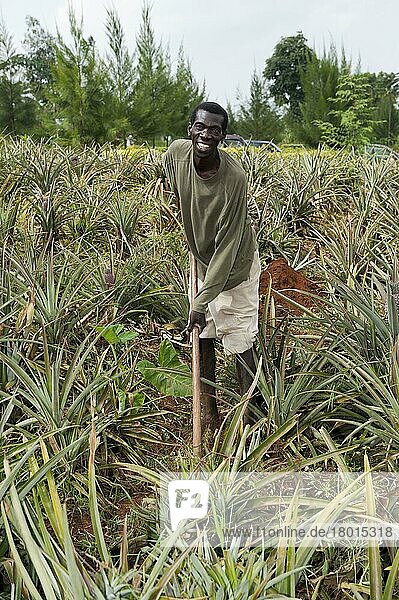 Landwirt im Ananasanbau  Ruanda  Afrika