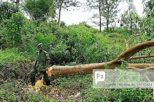 Sentinel inspects felled tree in rainforest  habitat of the mountain gorilla  Virunga National Park  Democratic Republic of Congo