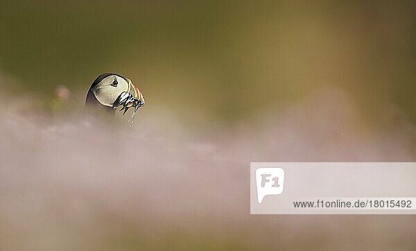 Papageitaucher (Fratercula arctica) adult  Brutfeder  mit Sandaal im Schnabel  steht inmitten der auf den Klippen blühenden Thrift (Armeria maritima)  Shetlandinseln  Schottland  Juni