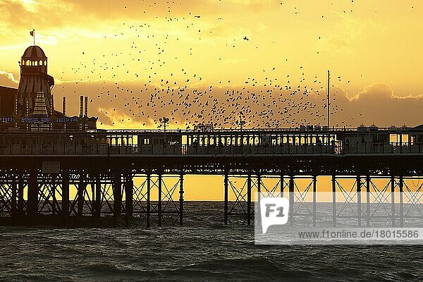 Common common starling (Sturnus vulgaris)  in flight  gathering over roost at sunset  Brighton Pier  Brighton  East Sussex  England  United Kingdom  Europe