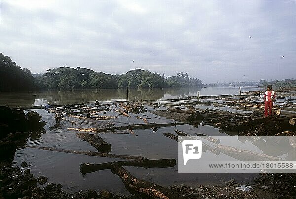Timber logs gathered in the banks of Kallai River. Kallai Timber Yard at Kozhikode  Calicut  Kerala  India  Asia