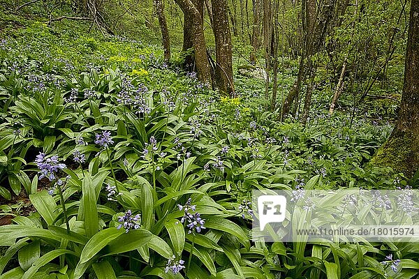 Blühende Masse der Pyrenäenkrebse (Scilla liliohyacinthus)  wächst in Waldlebensräumen  Französische Pyrenäen  Frankreich  Mai  Europa