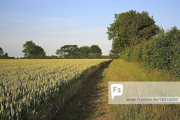 Weizen (Triticum aestivum) JB Diego Winterweizen  Ährenreifung im Feld  Landzunge mit Fußweg und Hecke  Bacton  Suffolk  England  Juni