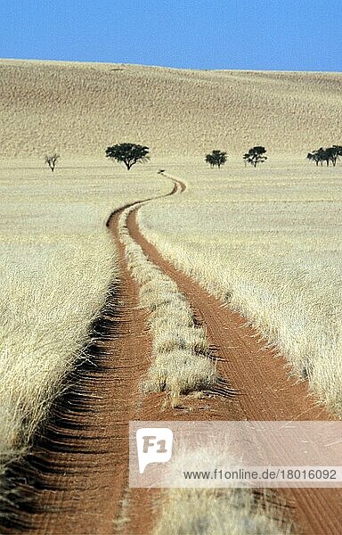 Spuren Spuren von 4 x 4 Fahrzeugen  die durch Buschmann-Gras in der Namib-Wüste geschnitten wurden  Namibia  Afrika