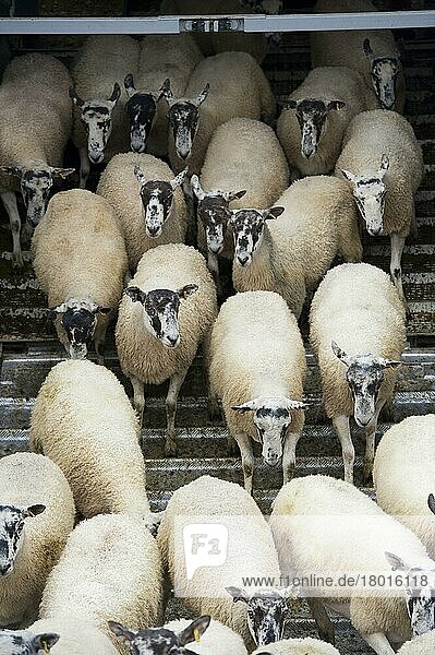 Schafzucht  Entladen von Maultierschafen vom Viehanhänger beim Verkauf  Thame Sheep Fair  Oxfordshire  England  August