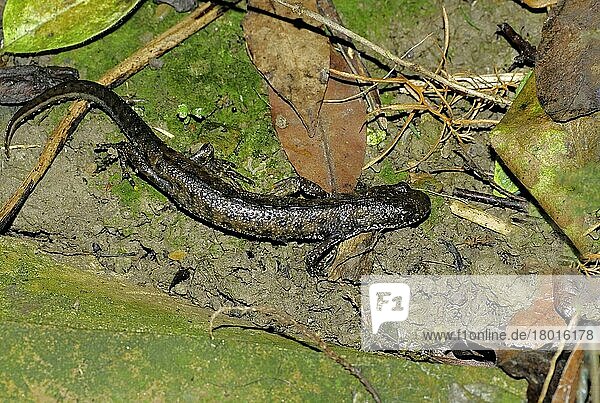 Kammmolch (Triturus cristatus)  Kamm-Molch  Kammolch  Kammmolche  Kammolche  Amphibien  Andere Tiere  Molch  Molche  Tiere  Great Crested Newt adult  in terrestrial phase  foraging at night  Sussex  England  August