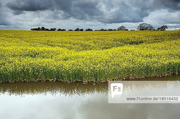 Rapspflanze (Brassica napus)  blüht im Feld  steht im Flusswasser  Northumberland  England  Mai