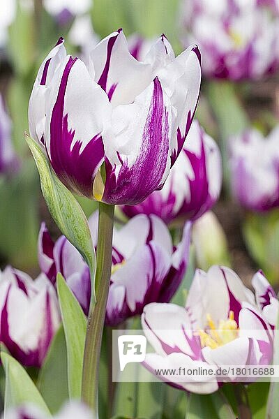 Zuchttulpe (Tulipa sp.) 'Zurel'  Nahaufnahme der Blüten  wächst im Garten  Cornwall  England  März