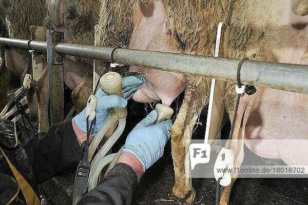 Hausschafe  Mutterschaf aus Friesland  Milchmann beim Ansetzen des Melkzeugs an die Zitzen  im Melkstand  Chipping  Lancashire  England  Großbritannien  Europa