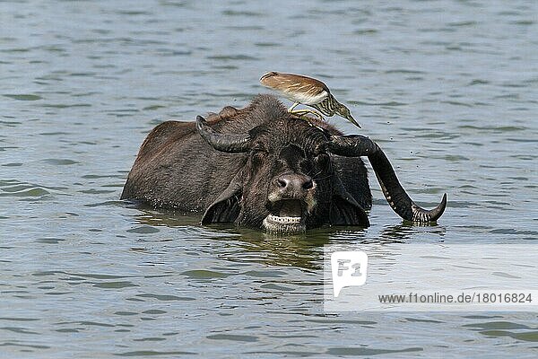 Indischer Teichreiher (Ardeola grayii) erwachsen  Gefieder nicht brütend  Fliegenfang auf dem Kopf eines Hauswasserbüffels (Bos arnee) im Wasser  Yala N. P. Sri Lanka  Januar