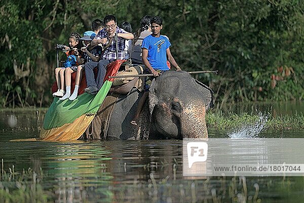 Asiatischer Elefant (Elephas maximus maximus)  domestizierter Erwachsener  Mahout und Touristen tragend  im Wasser laufend  Sri Lanka  Februar  Asien